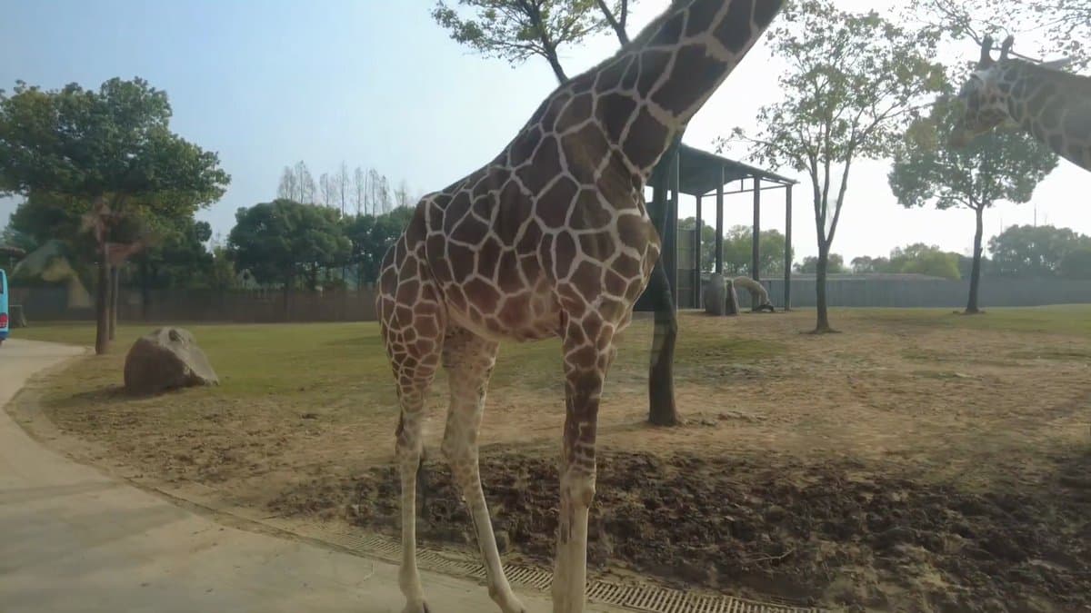 Giraffe neck arching over the road