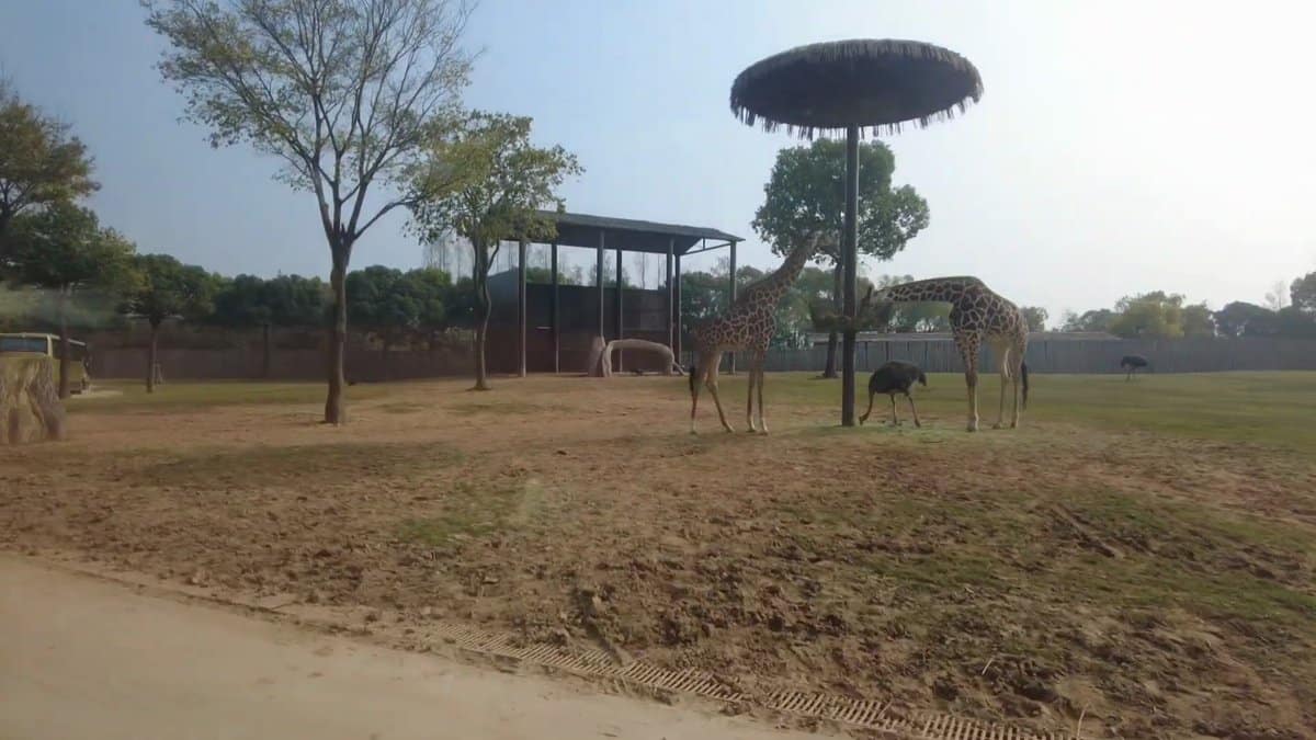 Giraffes beside umbrella feeding post