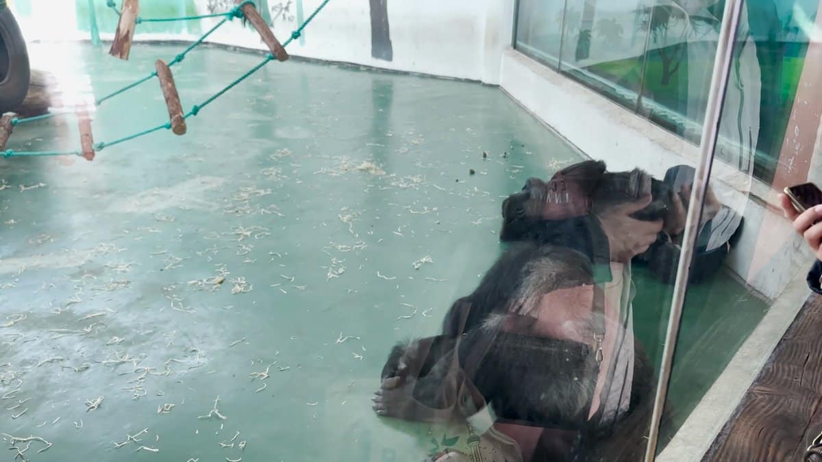 Gorilla sitting behind the glass