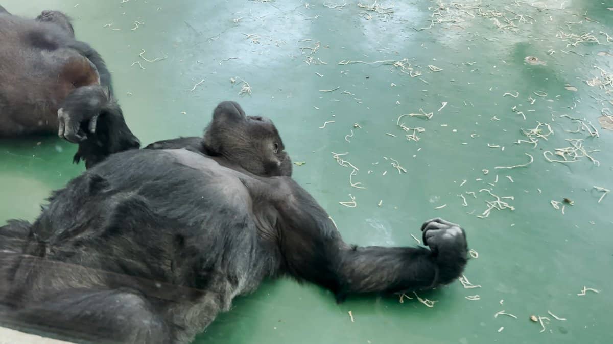 Gorilla sprawled on the enclosure floor