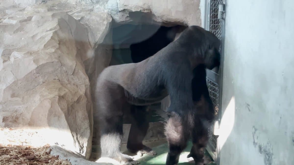 Gorilla standing in a rocky doorway