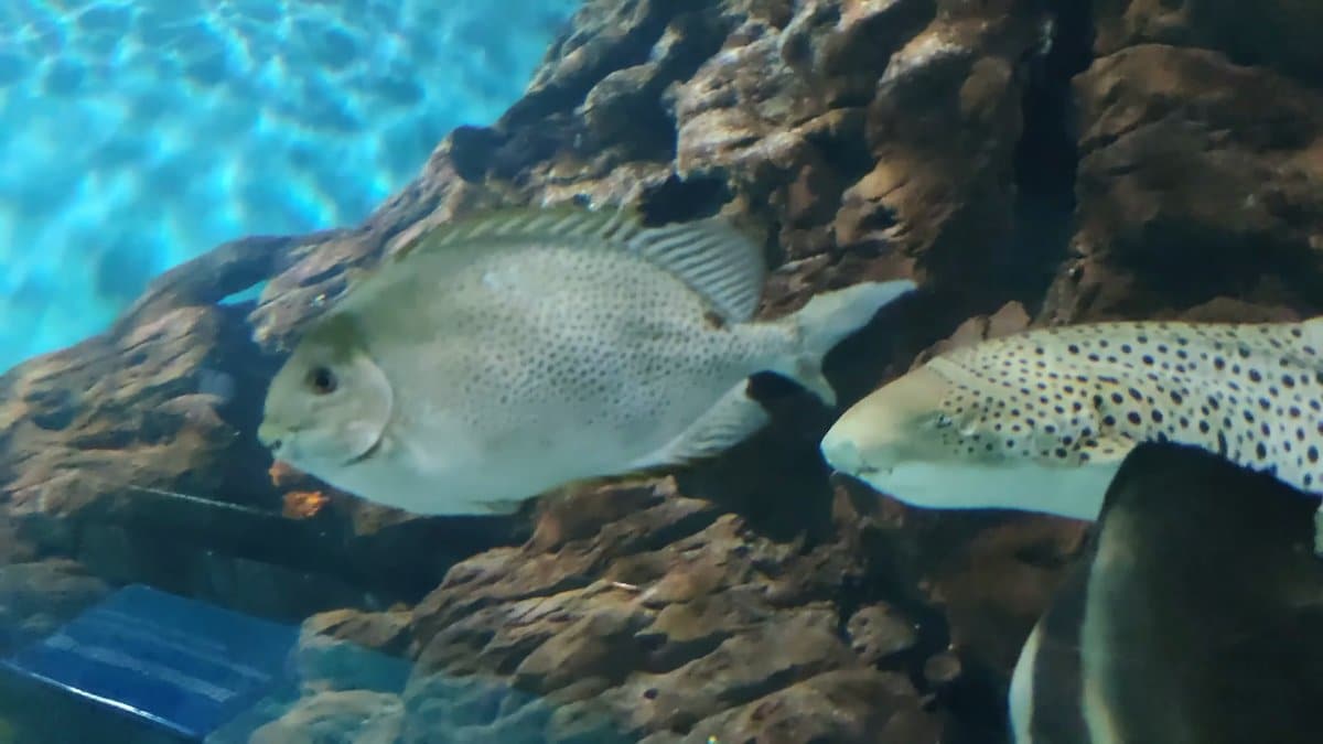 Grouper and spotted fish over reef