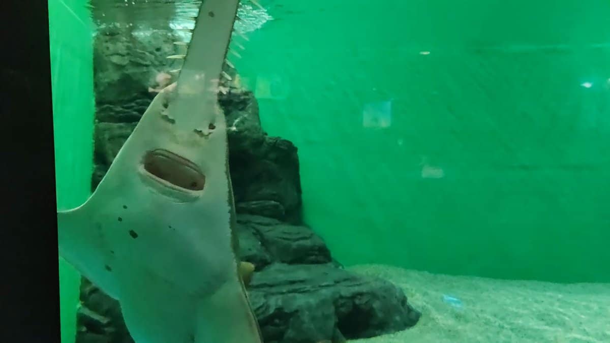Guitarfish pressed against the glass