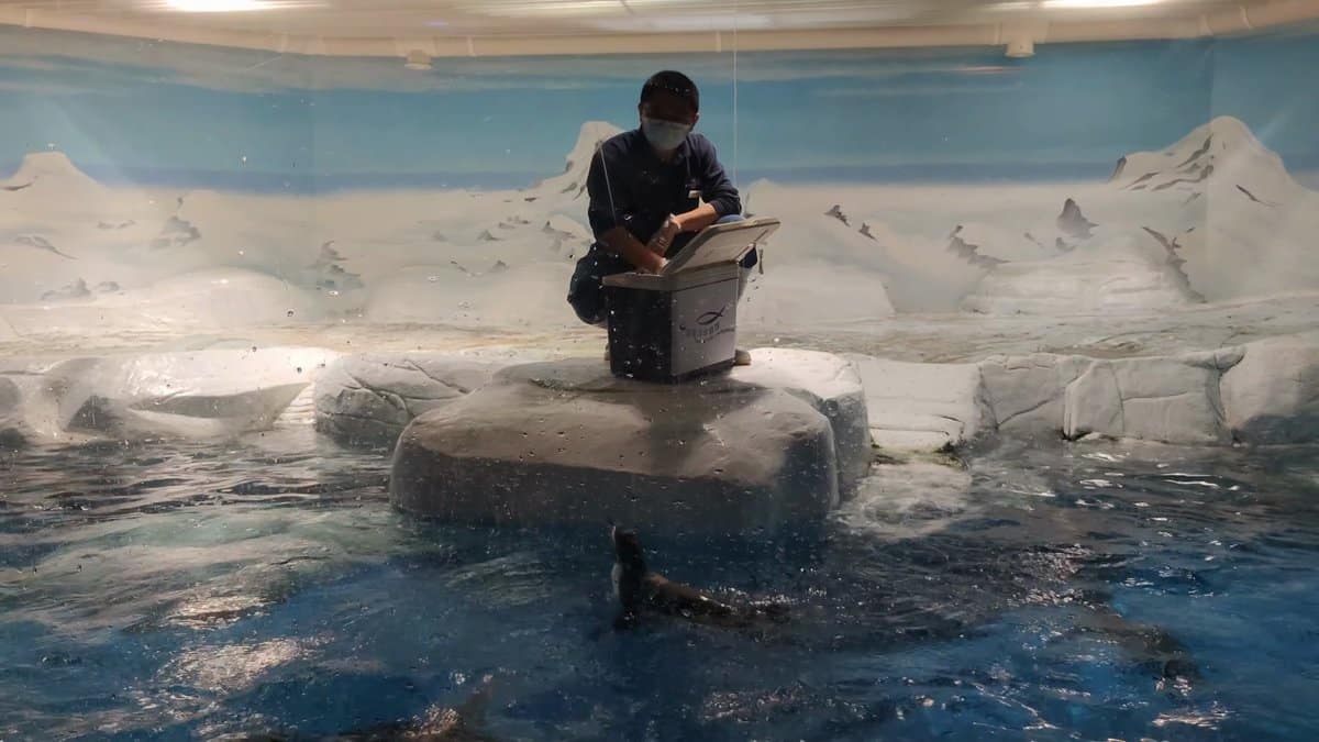 Keeper kneeling on polar ice floe