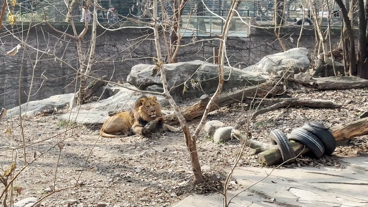 Lion lying beside a fallen log