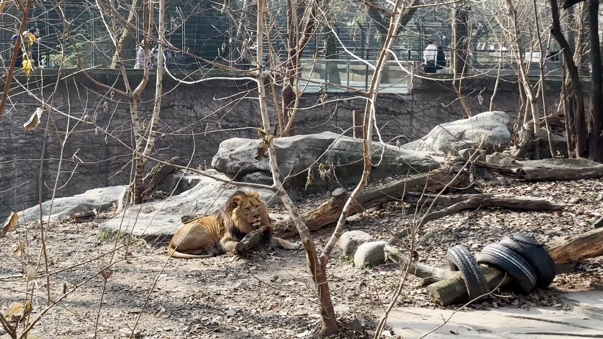 Lion resting in a wide enclosure