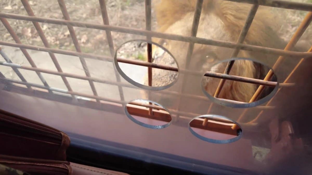 Lion's mane through the bus grille