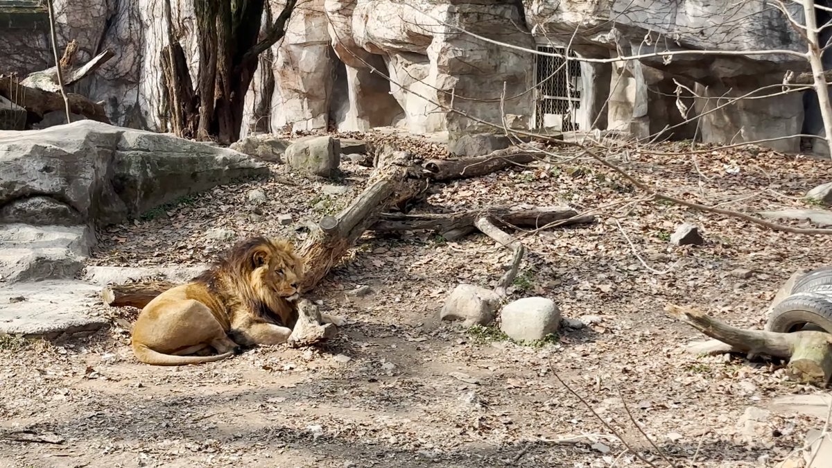 Lion sunning among the rocks