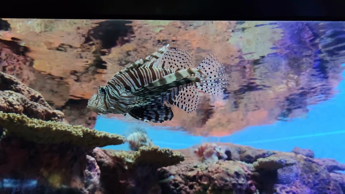 Lionfish hovering among the corals