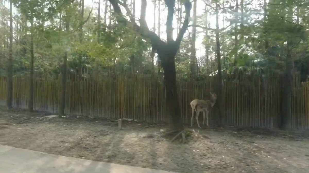 Lone deer standing under trees