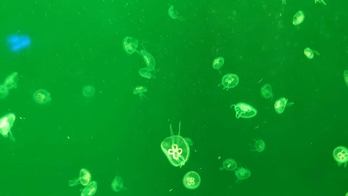 Moon jellyfish glowing in green
