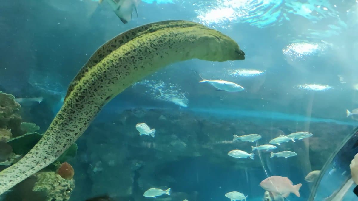 Moray eel along the tunnel curve