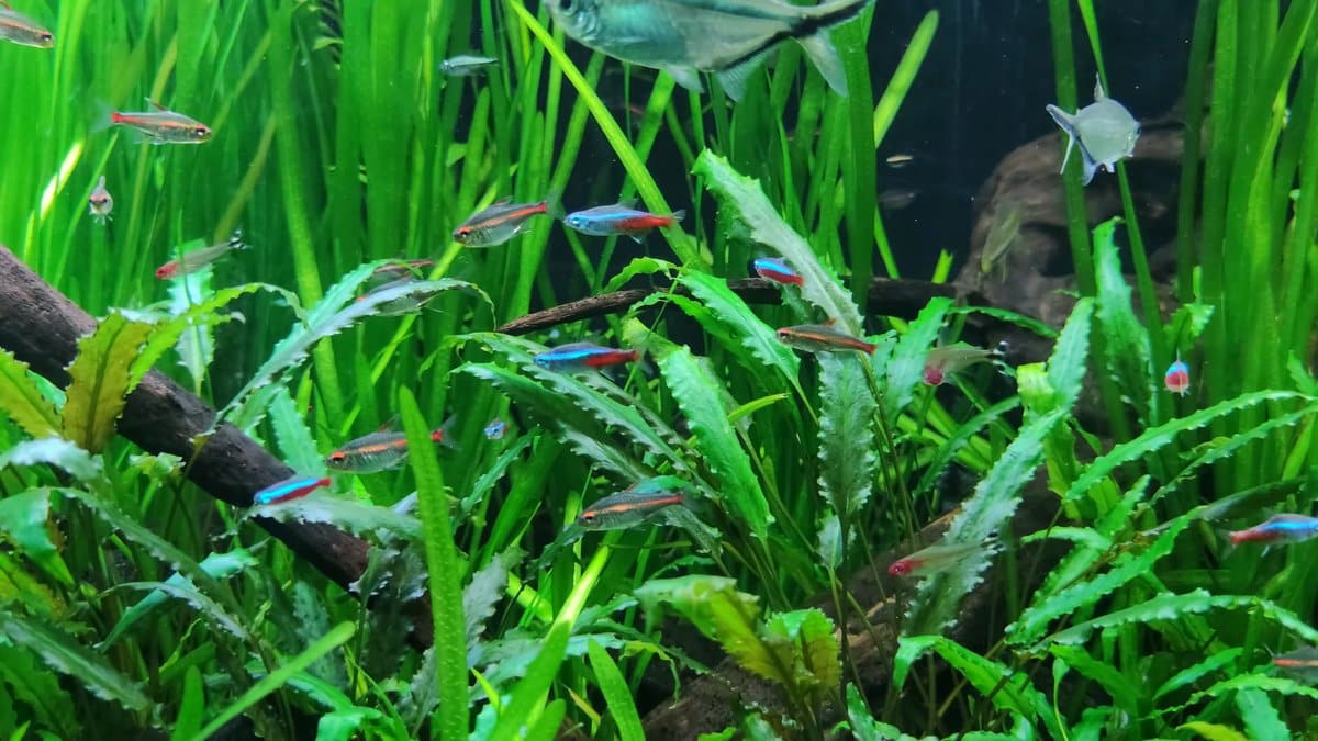 Neon tetras in densely planted tank