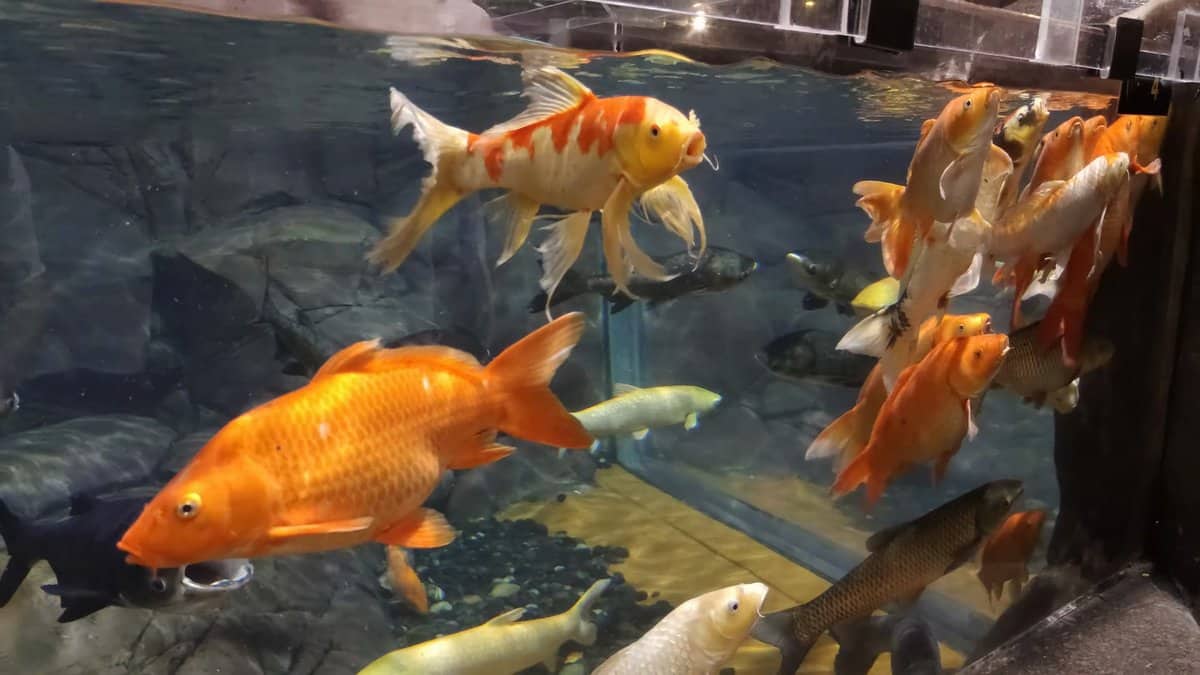 Orange and white goldfish crowding