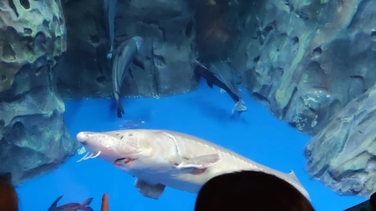 Pale barbelled fish cruising below