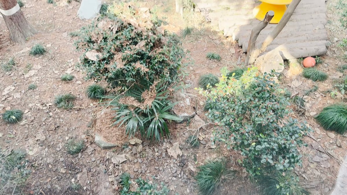 Panda habitat on a planted slope