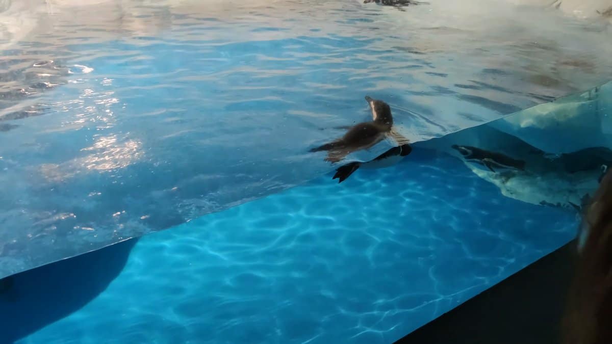 Penguin swimming just below surface