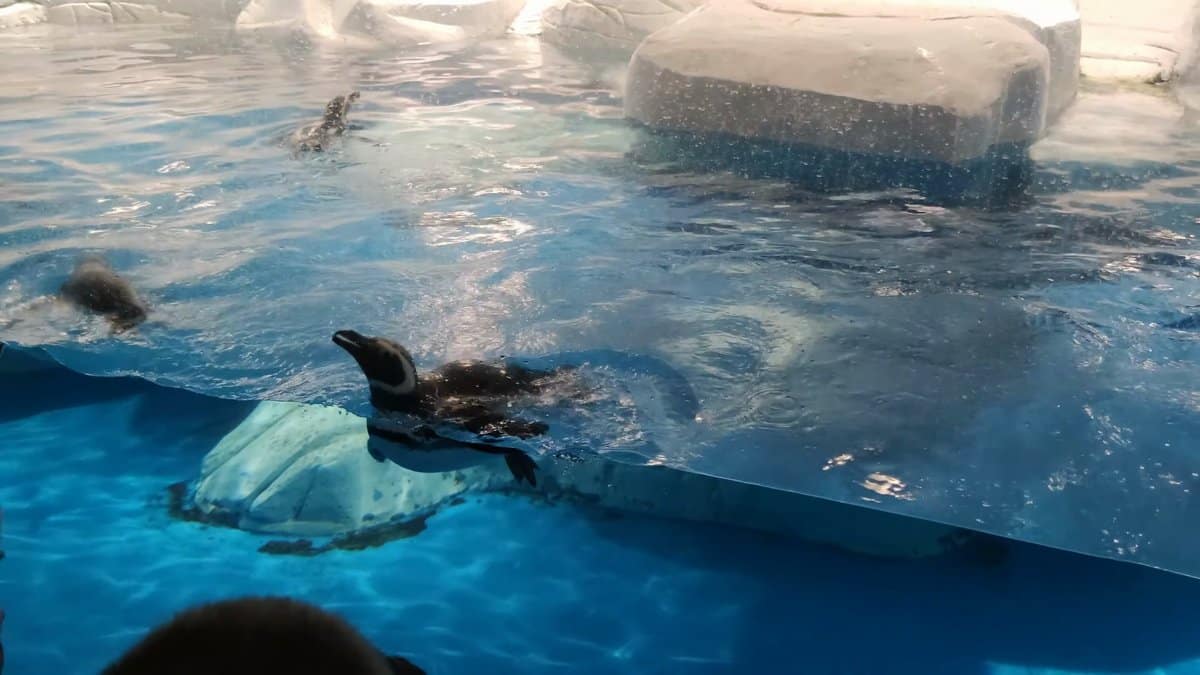 Penguins in the polar pool