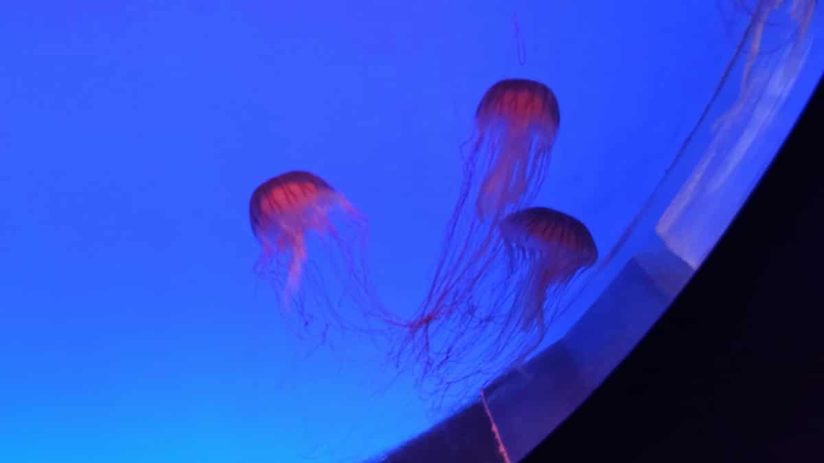 Pink jellyfish in deep blue