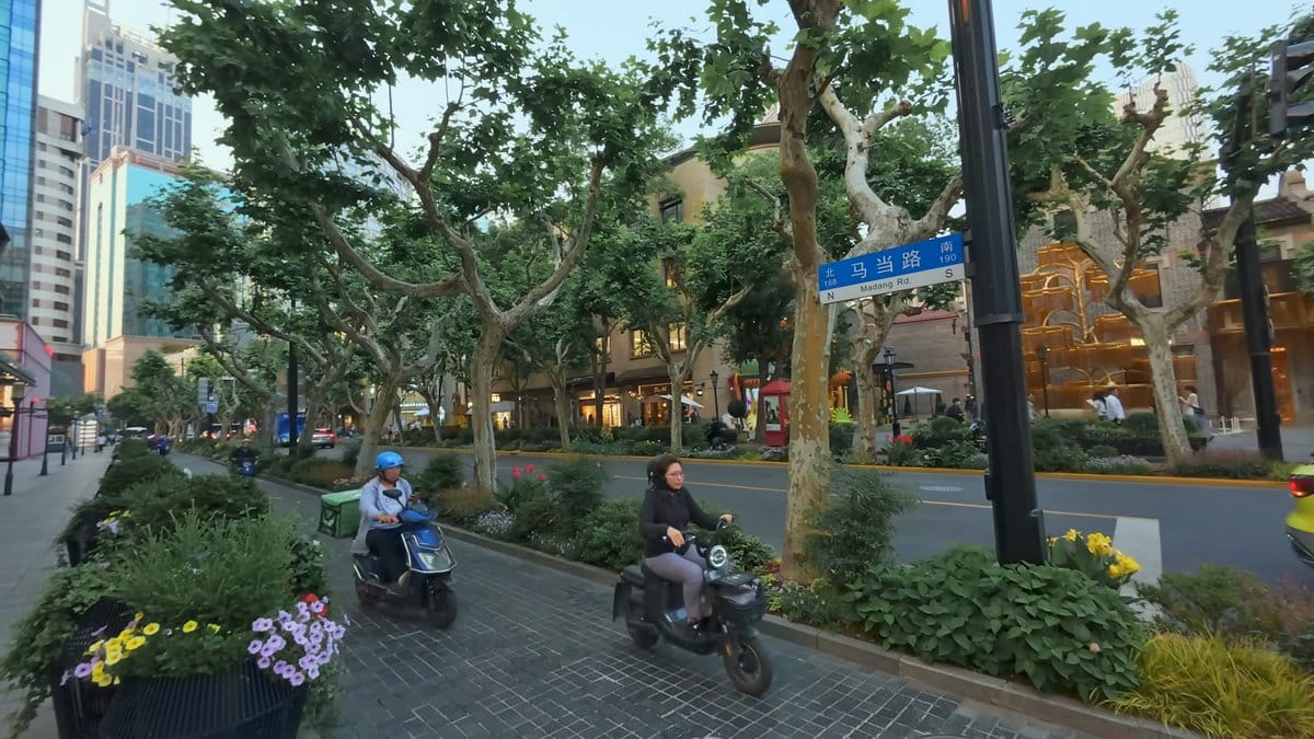 Plane trees and street planters