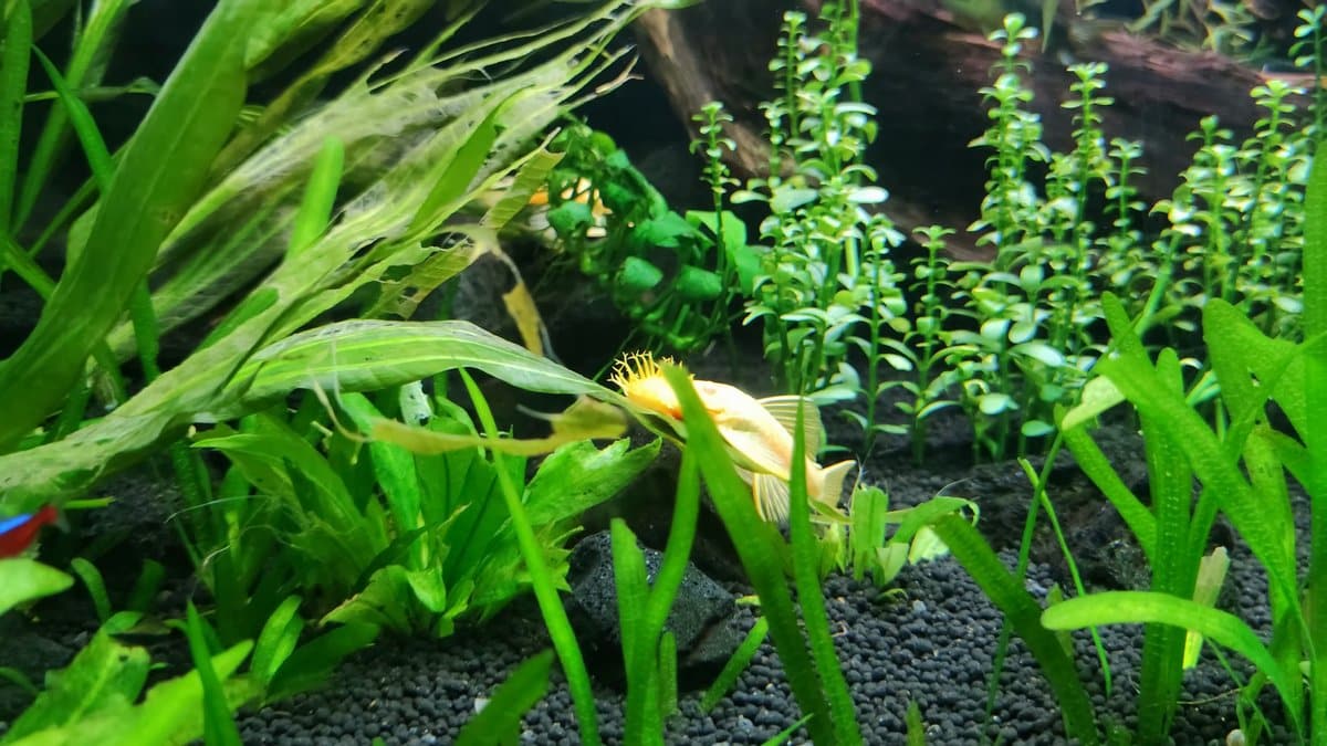 Planted freshwater tank with fish