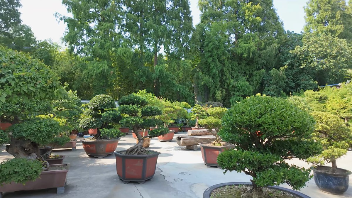 Potted bonsai pines in the courtyard