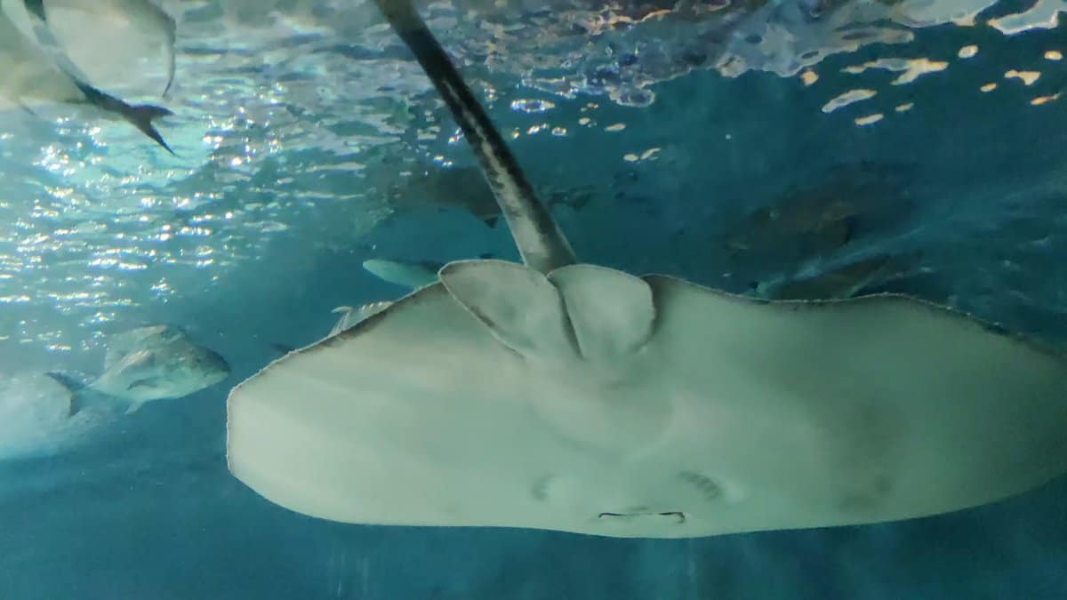 Ray flattened against tunnel roof