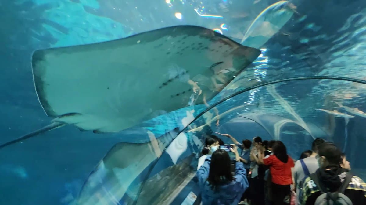 Ray gliding over tunnel visitors