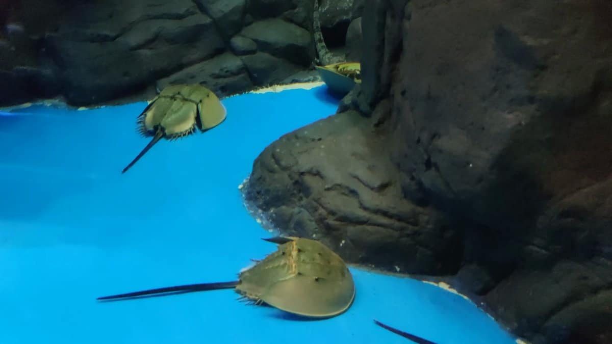 Rays gliding over sandy blue floor