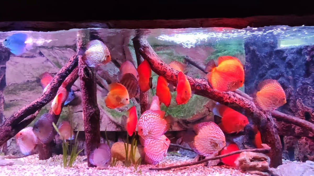 Red discus among branching driftwood