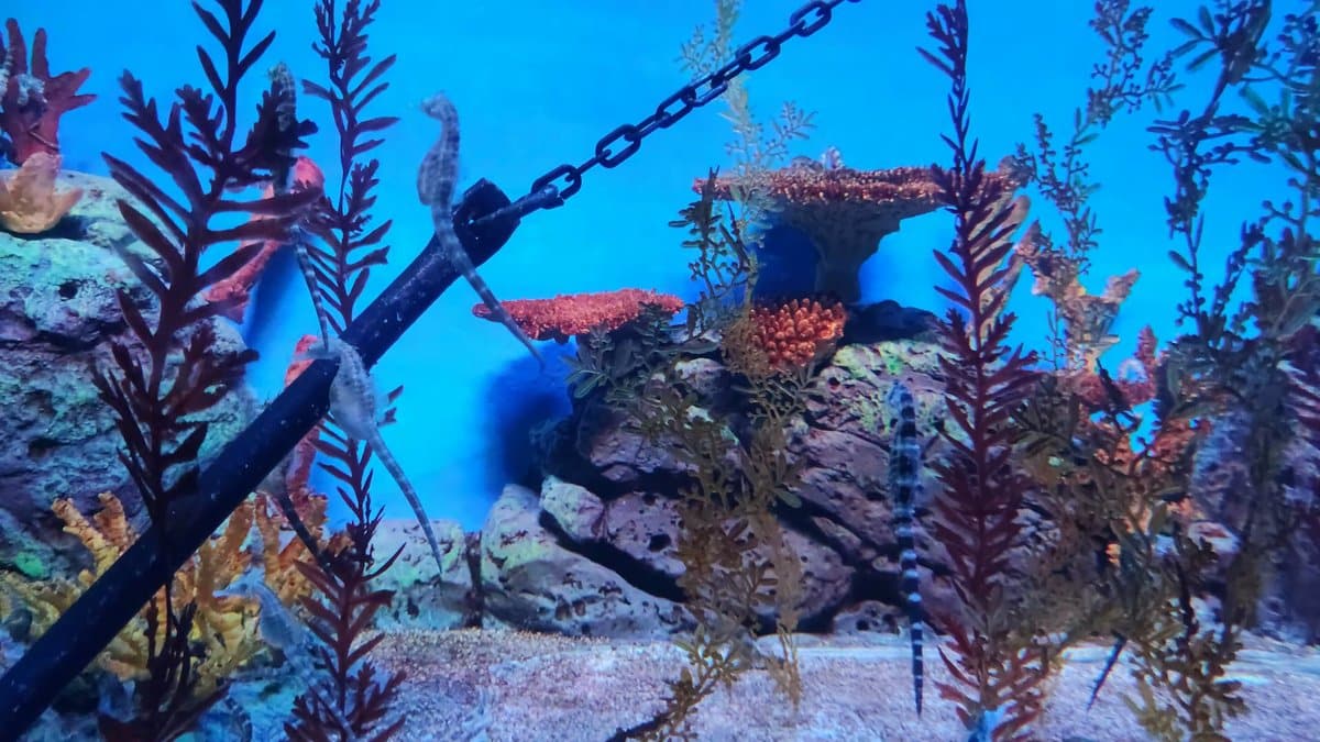 Red fan corals and seaweed