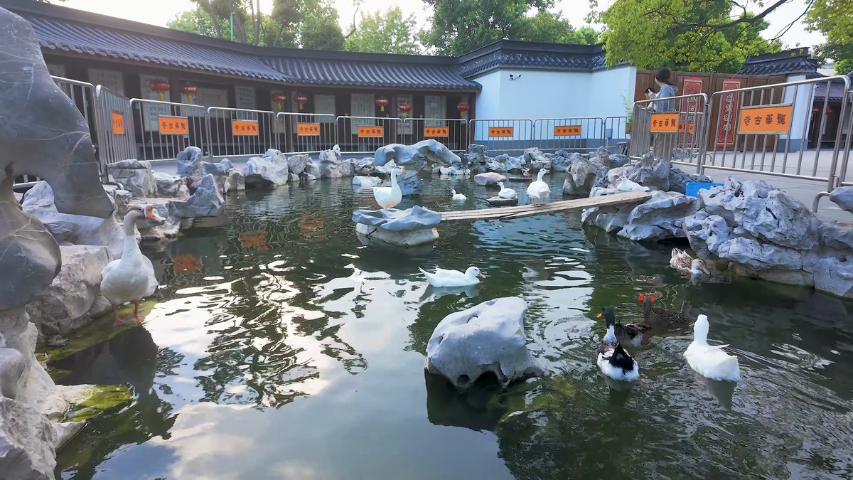 Rockery pond with ducks and footbridge