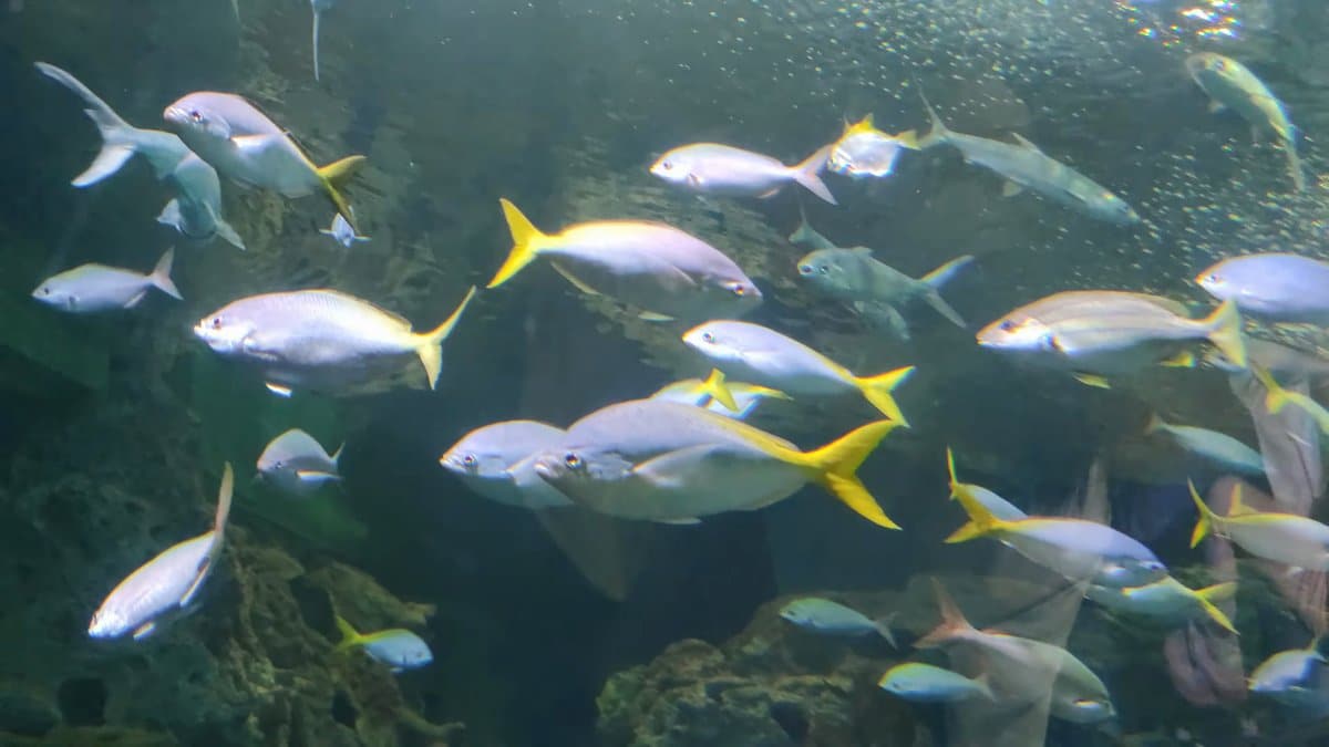 School of yellow-tailed fish streaming