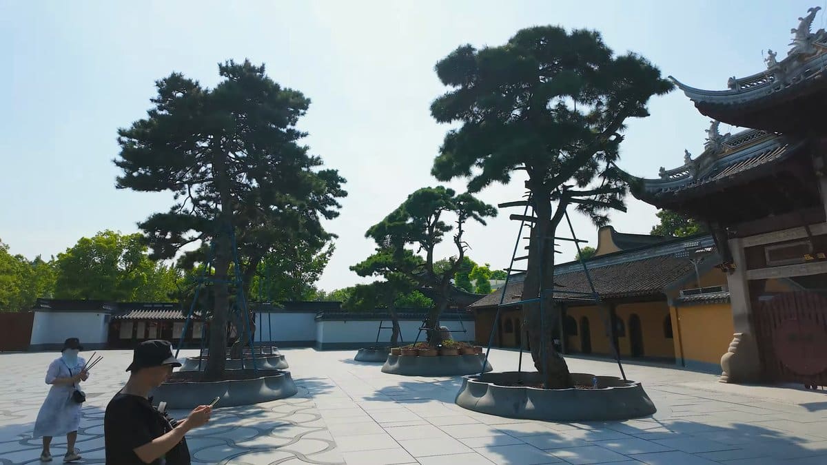 Sculpted pines beside a curving roof