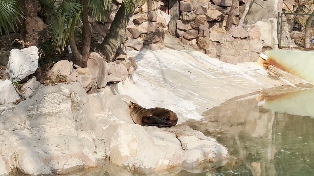 Sea lion asleep on pale rocks
