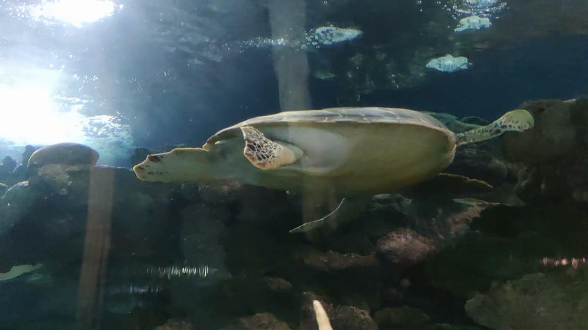 Sea turtle swimming through the tunnel