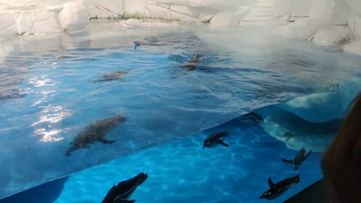 Seal and penguins swimming together