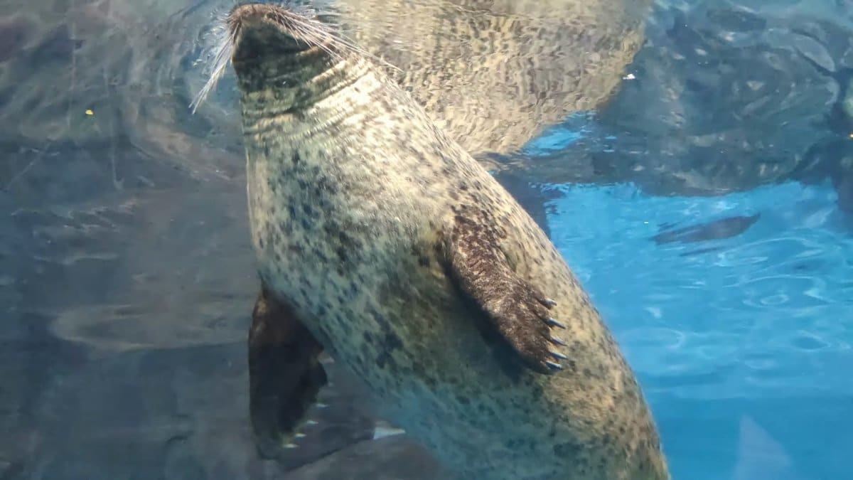 Seal's face pressed to glass