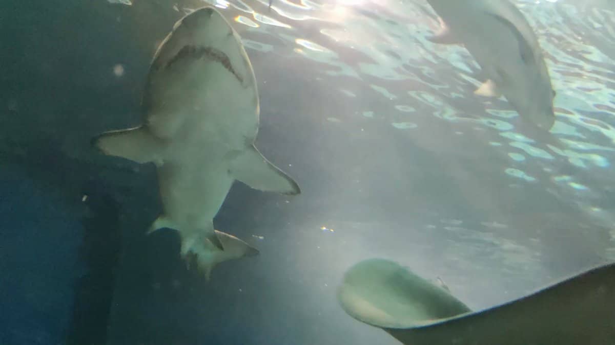 Shark cruising in blue tunnel light