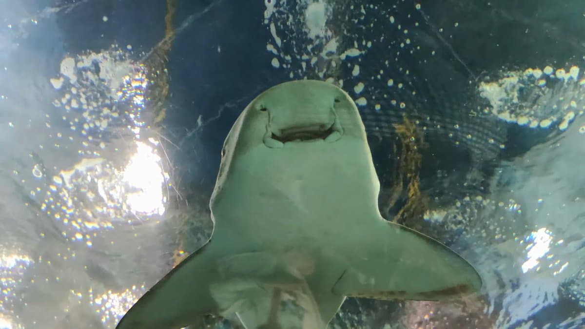 Shark passing overhead in tunnel