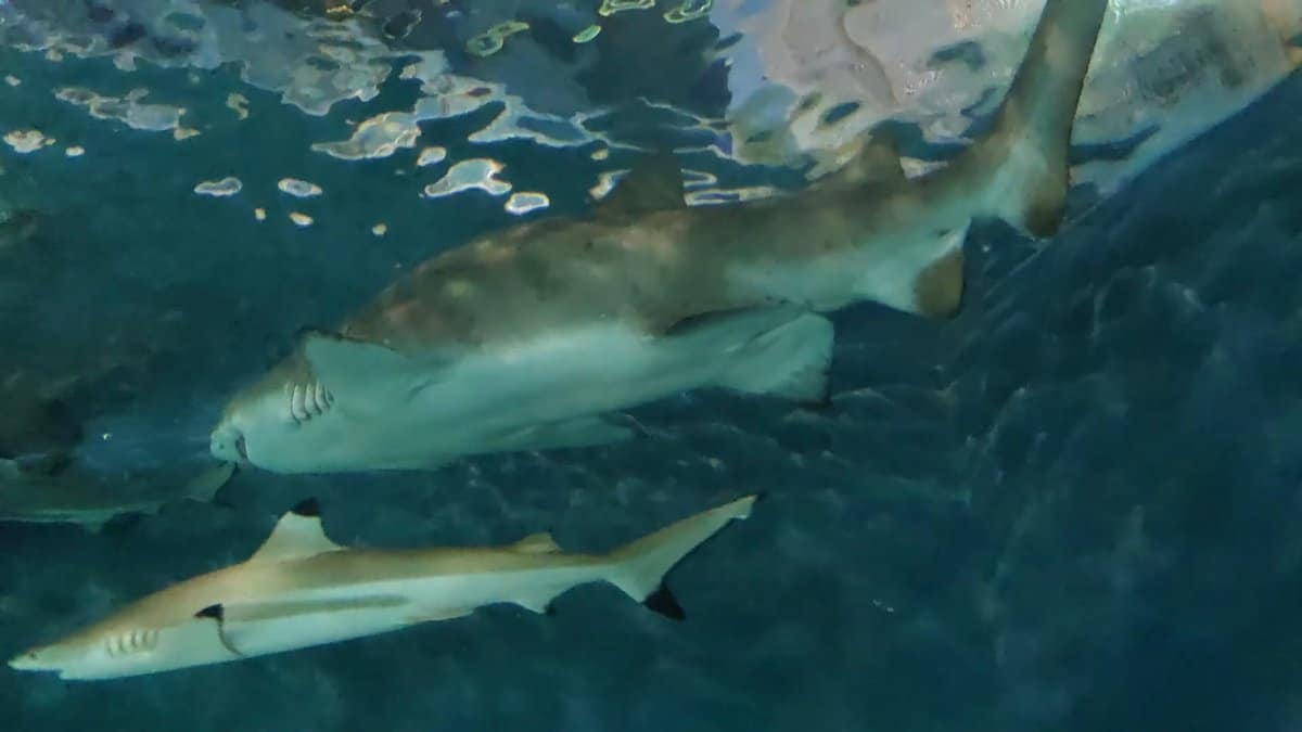 Shark swimming with smaller fish