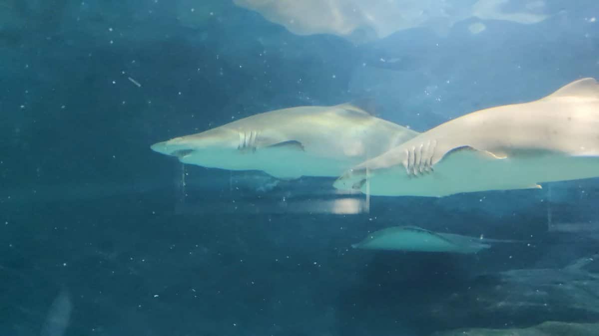 Sharks swimming through open blue water