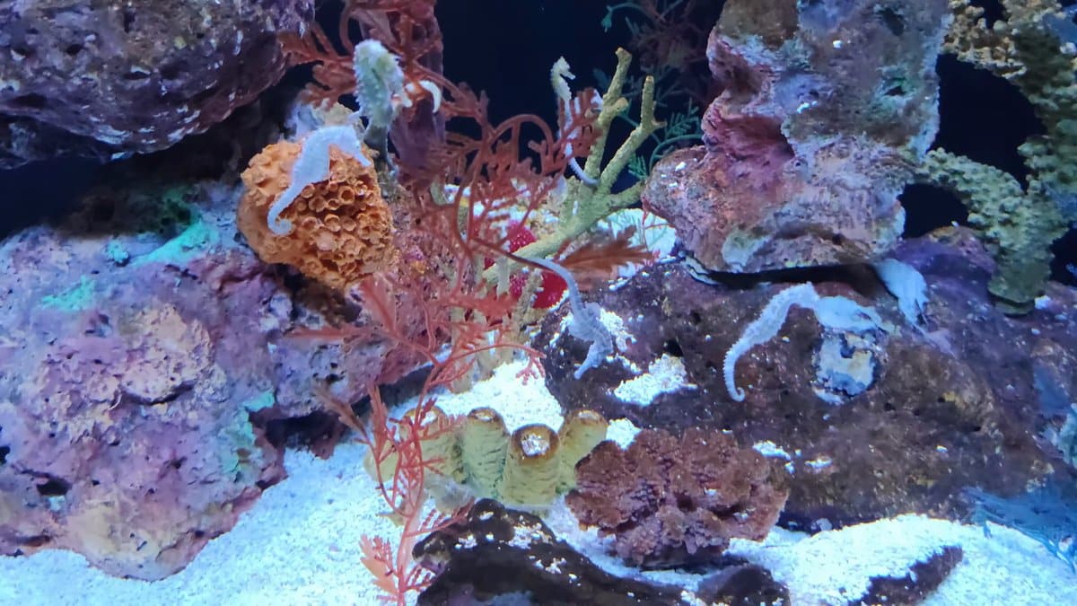 Soft corals and anemones underwater