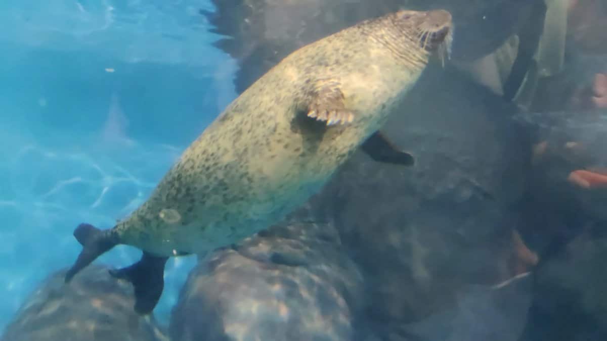 Spotted seal swimming past window