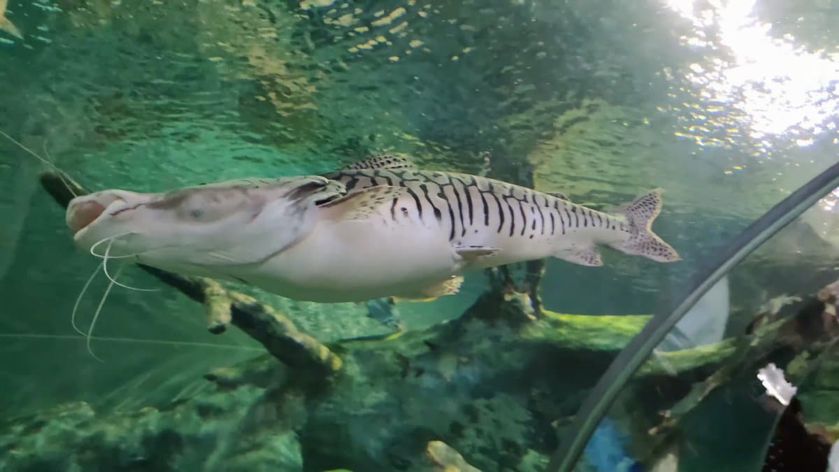Striped catfish in close profile