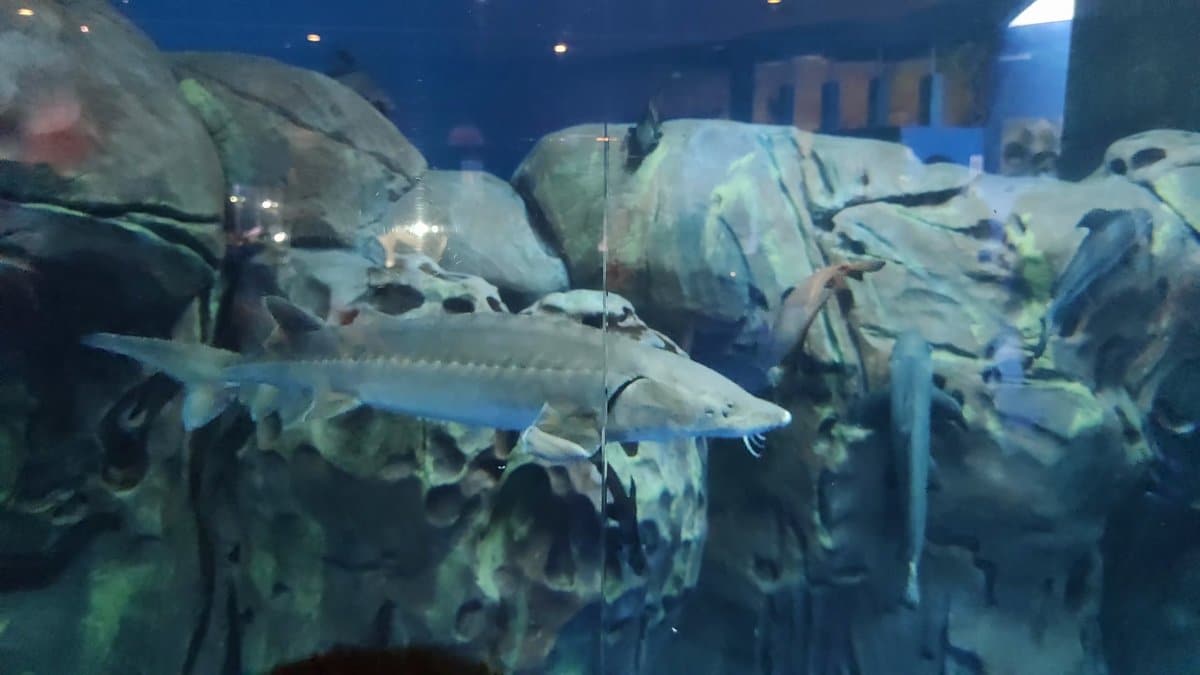 Sturgeon gliding past grey rockwork