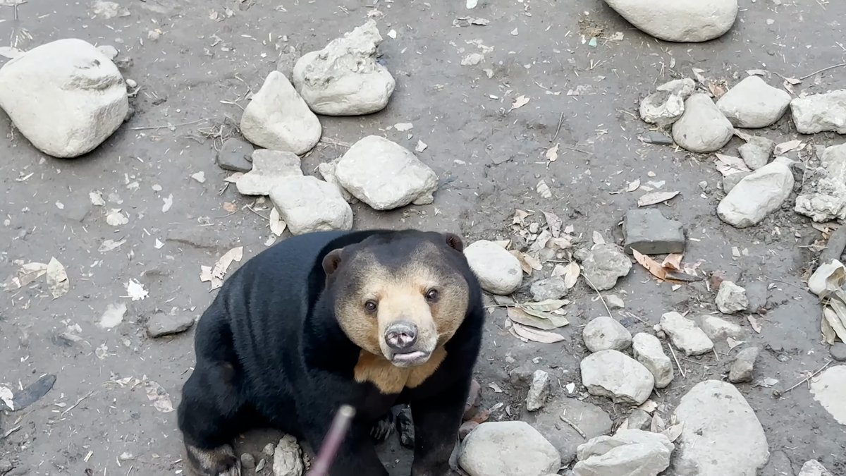 Sun bear looking up at visitors