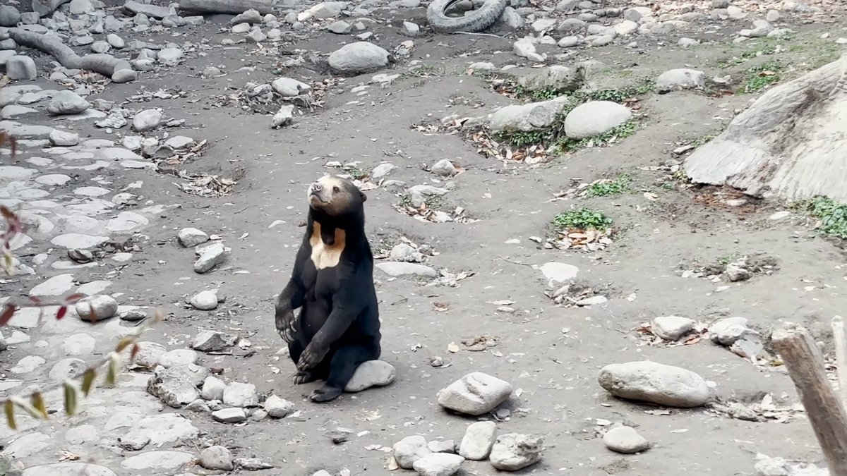 Sun bear standing among the stones