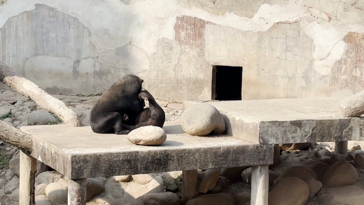 Sun bears curled up together