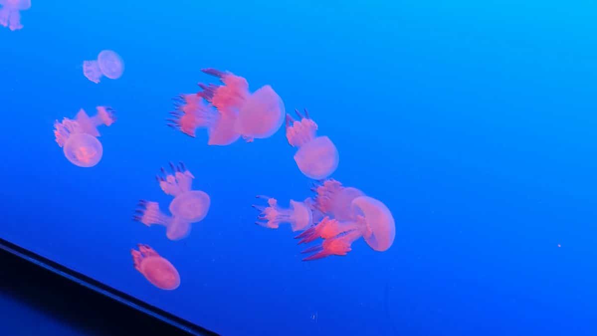 Swarm of pink jellyfish drifting